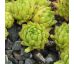 Sempervivum montanum subsp. montanum ex Andorra,