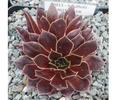 Jovibarba heuffelii ROTES ECK