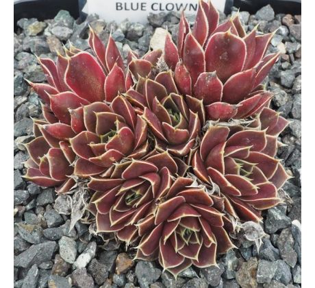 Jovibarba heuffelii BLUE CLOWN