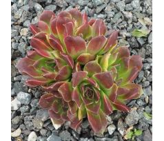 Jovibarba heuffelii FELICICA
