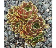Jovibarba heuffelii GIUSEPPI SPINY