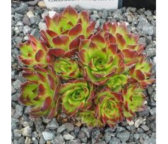 Jovibarba heuffelii GROSSER TRIUMPH