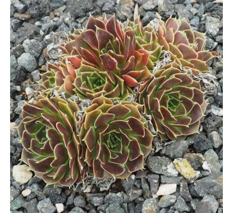Sempervivum HAWESTA
