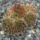 Sempervivum HAWESTA