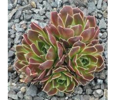 Jovibarba heuffelii LIMELIGHT