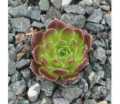 Jovibarba heuffelii NUUK