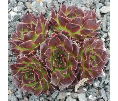 Jovibarba heuffelii SURACON