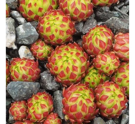 Jovibarba globifera subsp. arenaria ex Goldeck, Austria