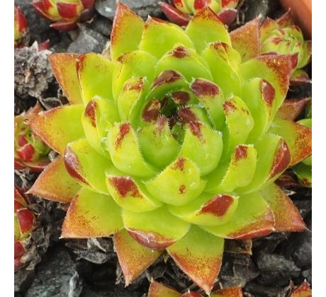 Jovibarba globifera subsp. hirta var. hirta ex Tisovská Hradová, Slovakia