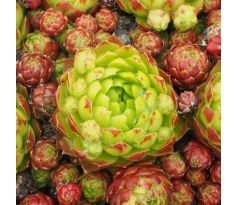 Jovibarba globifera subsp. hirta 'Pilar'