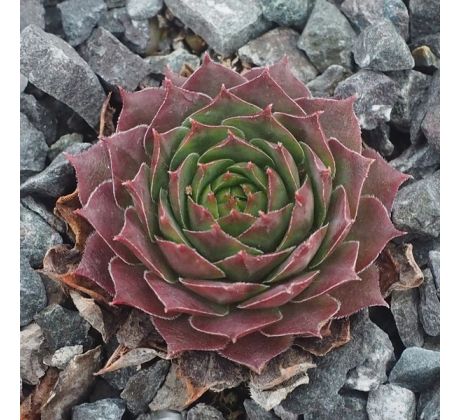 Sempervivum WINTER BLUSH
