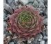 Sempervivum WINTER BLUSH