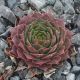 Sempervivum WINTER BLUSH