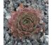 Sempervivum OPAL