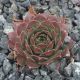 Sempervivum OPAL