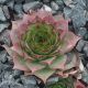 Sempervivum LITTLE TISHA