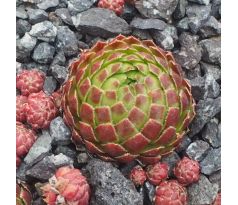 Jovibarba globiferum OLYMPICUM