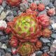 Jovibarba globiferum YELLOW OLIVE