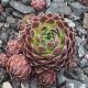 Jovibarba globiferum ssp. globiferum SUN ROCK