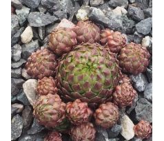 Jovibarba globiferum ssp globiferum FULL HOUSE