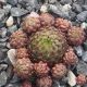 Jovibarba globiferum ssp globiferum FULL HOUSE