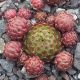Jovibarba globiferum ssp globiferum GIRANDOLE