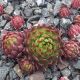 Jovibarba globiferum BIG BANG