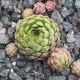 Jovibarba globiferum ssp. hirtum glabrescens borealis