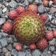 Jovibarba globiferum LIMETTE