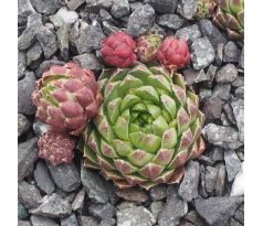 Jovibarba globiferum ssp. hirtum MATHILDE