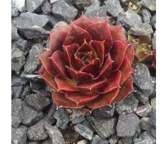 Sempervivum LUCY LIU