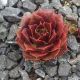 Sempervivum LUCY LIU