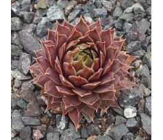 Sempervivum ZELLER