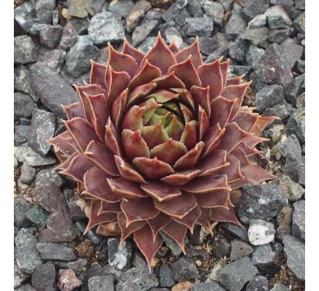 Sempervivum ZELLER