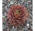 Sempervivum ZELLER