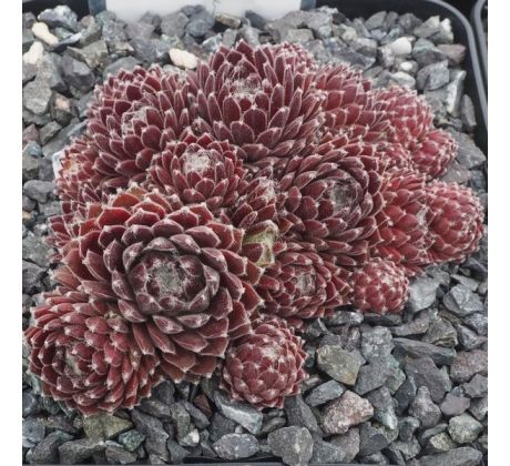 Sempervivum SUN QUEEN