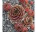 Sempervivum CLAUDE MONET