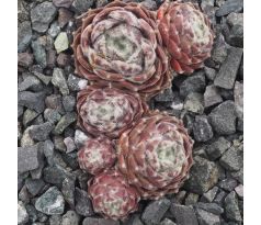 Sempervivum ZILVER OLYMPIC