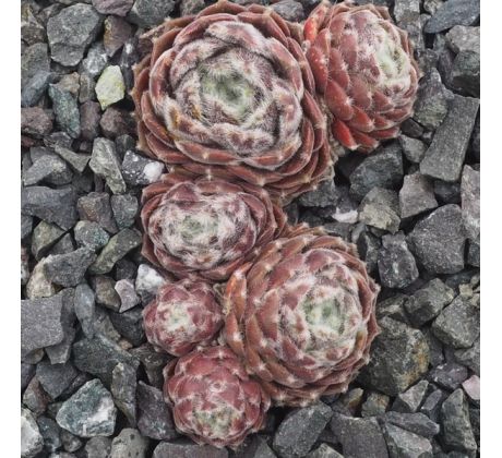 Sempervivum ZILVER OLYMPIC
