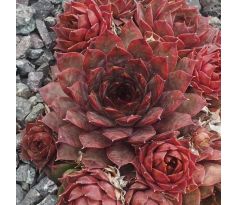 Sempervivum LUCILLE