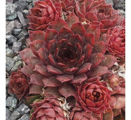 Sempervivum LUCILLE