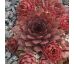 Sempervivum LUCILLE