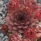 Sempervivum LUCILLE