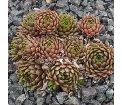 Sempervivum COOL BREEZE