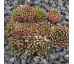 Sempervivum COOL BREEZE