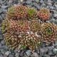Sempervivum COOL BREEZE