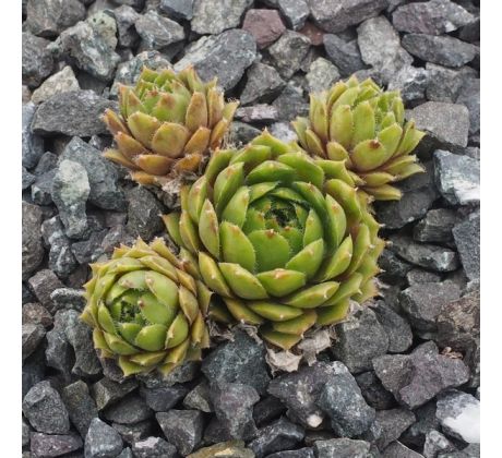 Sempervivum KRISHNA