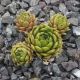 Sempervivum KRISHNA