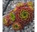 Sempervivum COCKOO