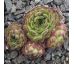 Sempervivum REGIS-FERNANDII